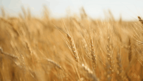 Field of Wheat Against Blue Sky