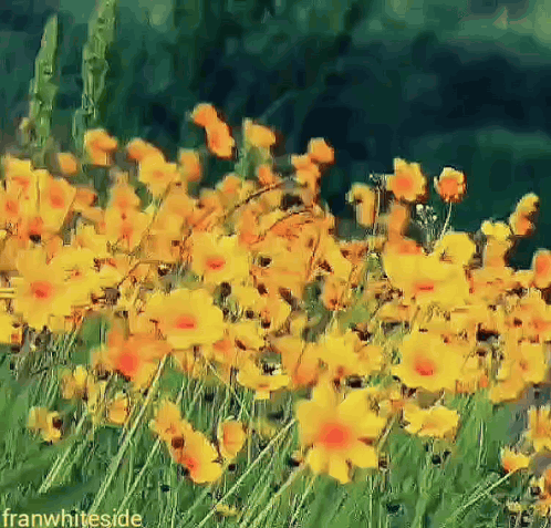 Field Of Yellow And Orange Flowers Franwhiteside GIF
