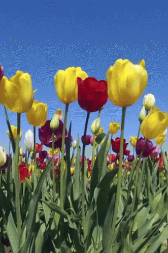 Field Of Yellow And Red Flowers GIF