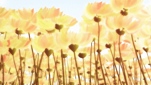 Field of Yellow Flowers