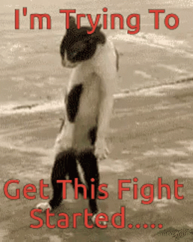 Fight Fight Fight Hilarious Cat Fight Stance GIF