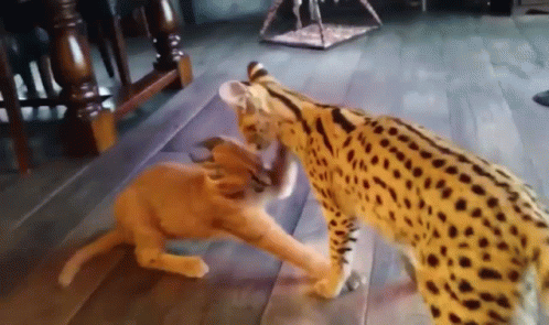 Fight Fight Fight Lynxes Fighting GIF