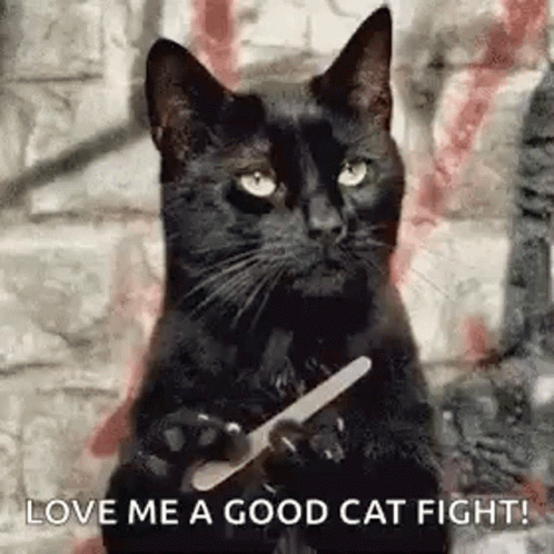Fight Fight Fight Grumpy Black Cat GIF