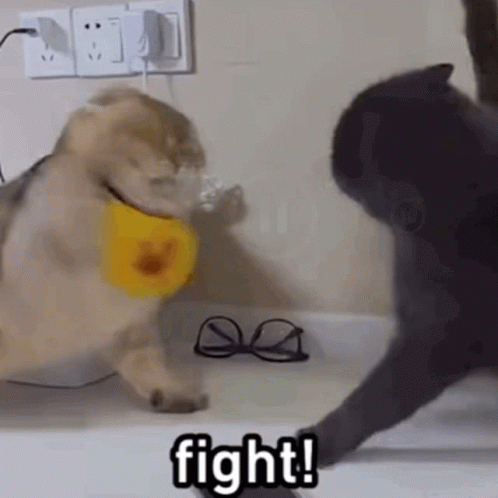 Fight Fight Fight Fierce Cats Fighting GIF