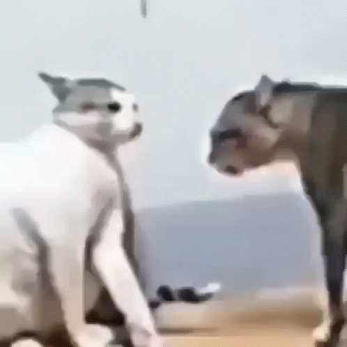 Fight Fight Fight Cute Cat Fight GIF