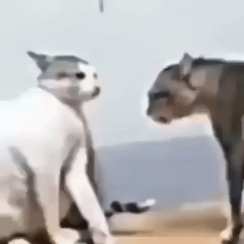 Fight Fight Fight Cute Cat Fight GIF