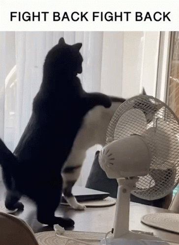 Fight On Fighting Cats GIF