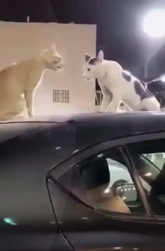Fighting Cats On Roof Car Meme GIF
