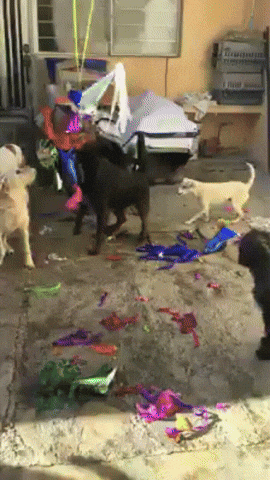 Fighting Ptsd Dog GIF