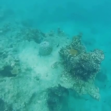 Fiji Funny Man Snorkeling GIF