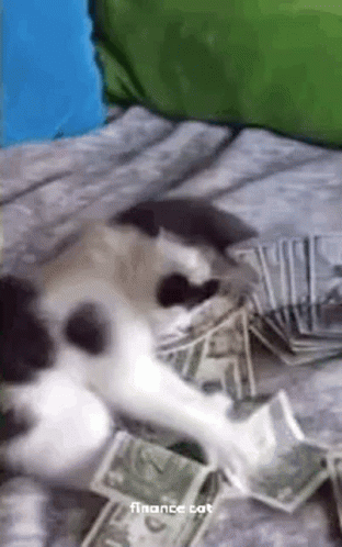 Finance Cat GIF