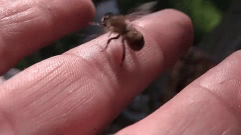 Finger Bee Sting GIF