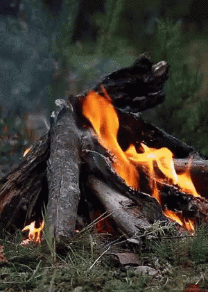 Fire Burning In Grass And Woods GIF