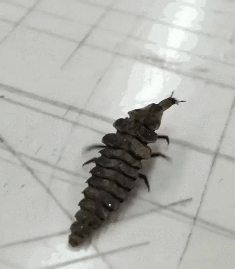 Firefly Larva Insect GIF