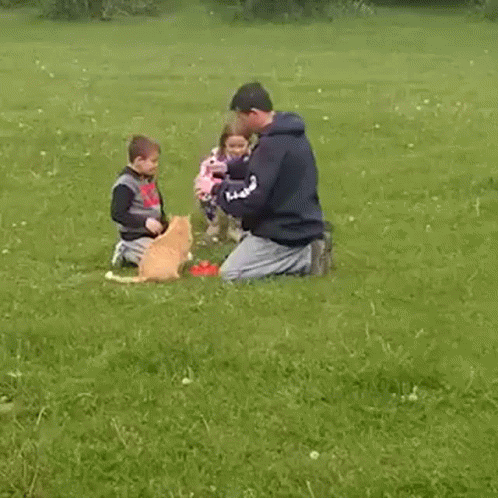 Fireworks Fail Pet Cat Left Behind GIF