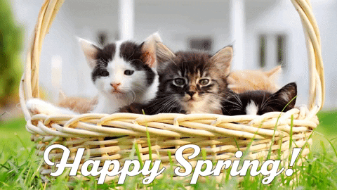 First Day Of Spring Comes With A Basket Of Kittens GIF