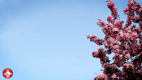 First Day Of Spring With Cherry Blossom Tree GIF