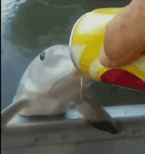 Fish Asking For A Drink GIF