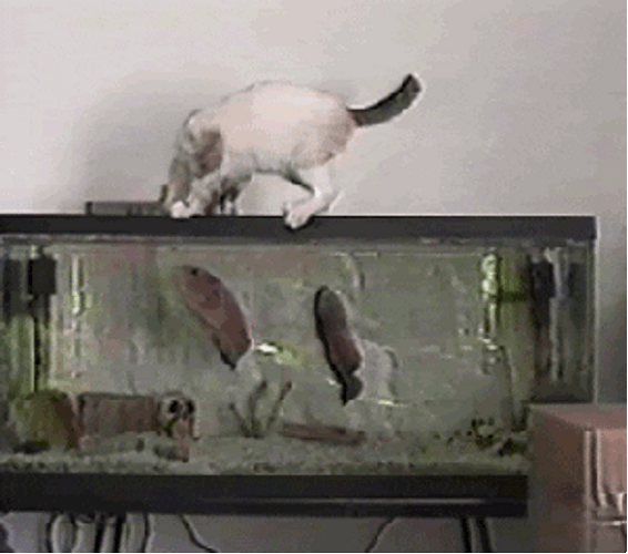 scared cats jumping