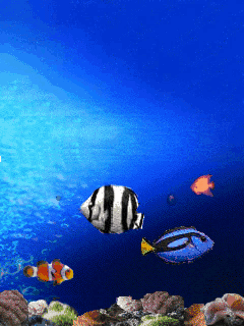 Fish Fish Animition Gif GIF