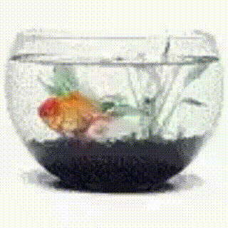 Fish Fish Spinning Gif GIF