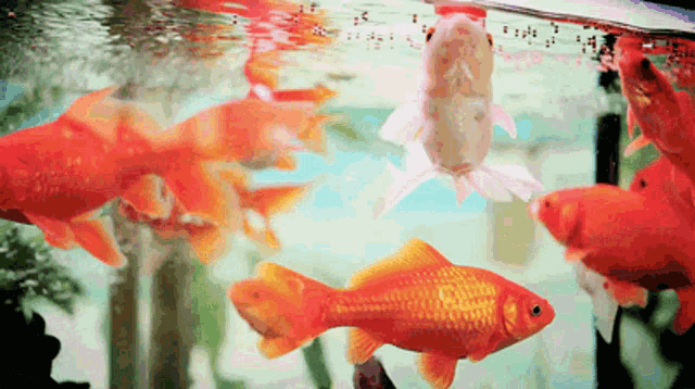 Fish Gif GIF