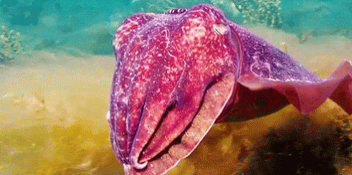 Fish globortton222secceeeeepaa