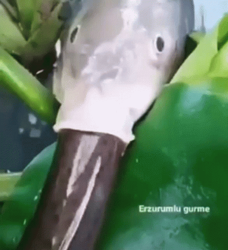 Fish Head Close Up Green Background GIF