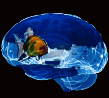 Fish in Blue Brain