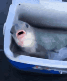 Fish Inside Ice Bucket Sucking Thumb GIF