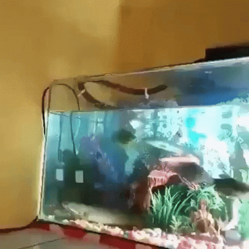 Fish Jumping Out Of Aquarium GIF