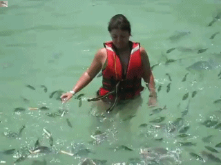 Fish Lunch Time Break GIF