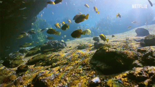 Fish Paradise Swimming GIF
