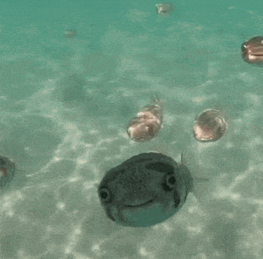 Fish Puffer Fish Gif GIF