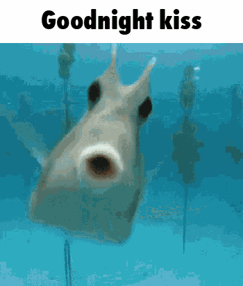 Fish Saying Goodnight Kiss GIF
