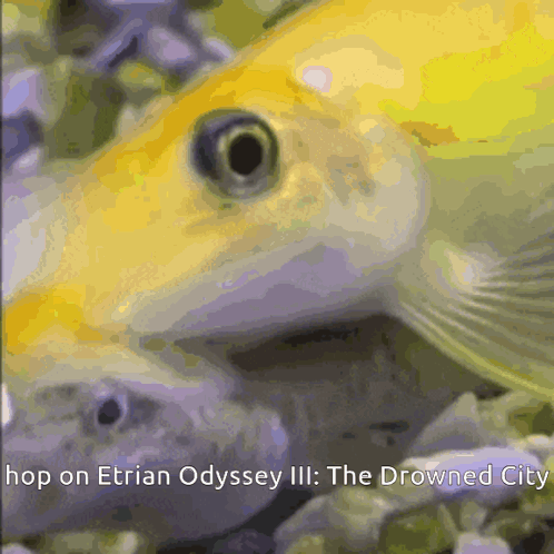 Fish Saying Hop On Etrian Odyssey III The Drowned City GIF