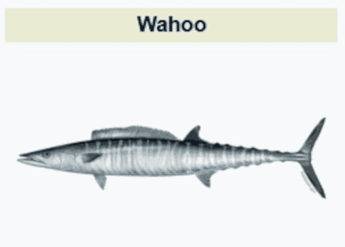 Fish Saying Wahoo