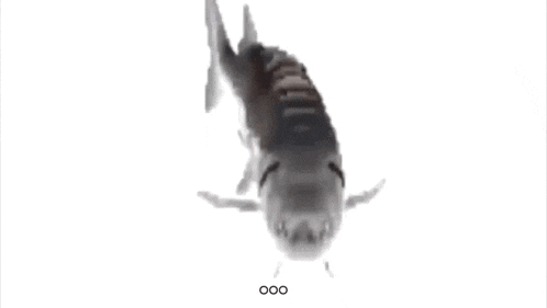 Fish Spin Sha Gif GIF