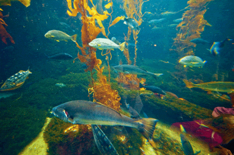 Fish Swimming In Nature GIF
