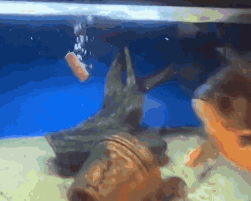 Fish Swimming in Tank With Bubbles