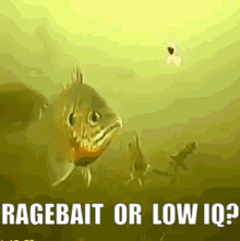 Fish Swimming Ragebait or Low IQ