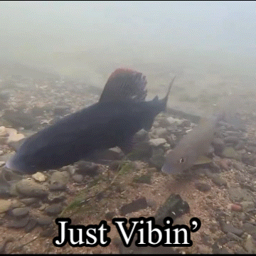 Fish Swimming Saying Just Vibin