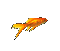 Fish Swimming Sticker GIF