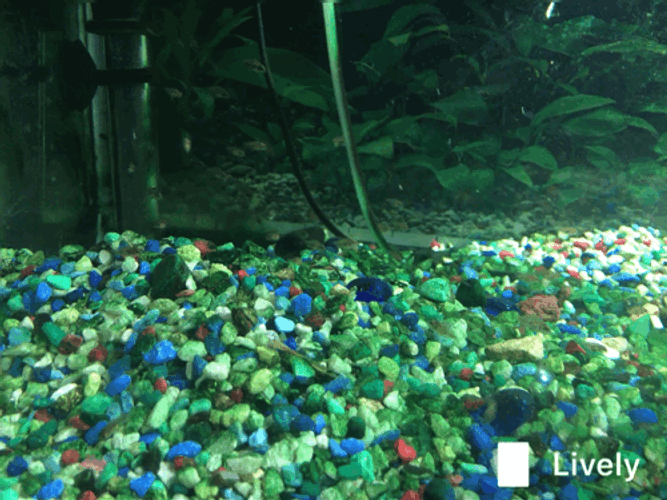 Fish Tank Pebbles Floor GIF