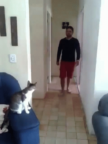 A Guy And Cat Fist Bump GIF