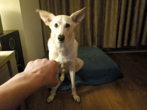 Dog Can Do Fist Bump GIF