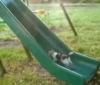 Fitness Cute Cat Slide GIF