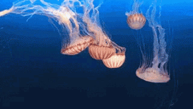 Five Jellyfish Going Down GIF