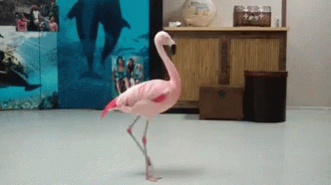 Flamingo 374 X 210 Gif GIF