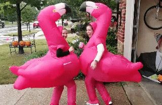 Flamingo Costume GIF